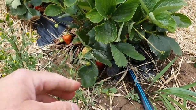 Каким способом в Германии фермеры сажают Клубнику