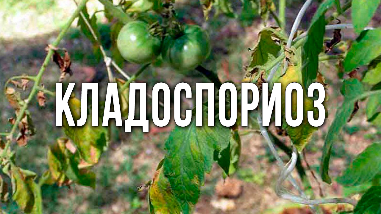 Кладоспориоз (бурая пятнистость) томатов. Как вылечить? Болезни томатов по листу.