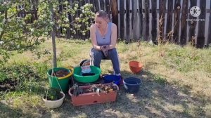 4 важных момента для БЕГОНИИ. Как пересадить,  кормить, поливать, растить бегонию, советы и опыт Ан