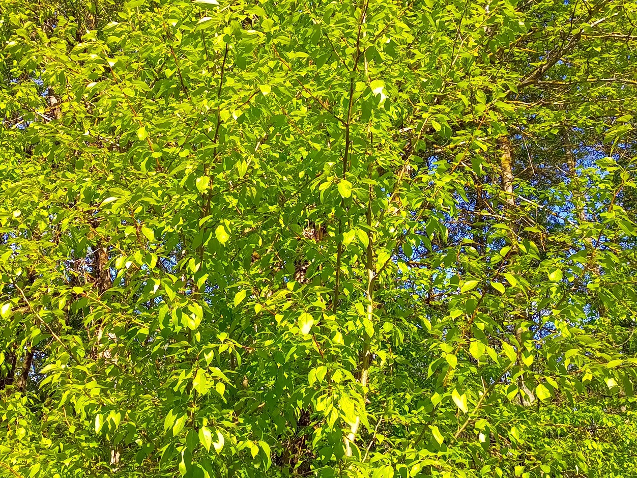 Идём в лес послушать первых апрельских птиц. Живой звук) смотреть онлайн