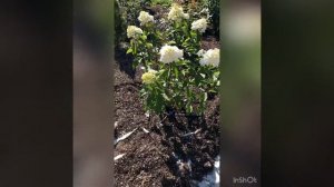 Гортензии метельчатые на юге , не горят !