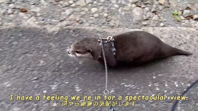 Otters quietly eat a feast deep in the mountains. [Otter life Day 618] смотреть онлайн