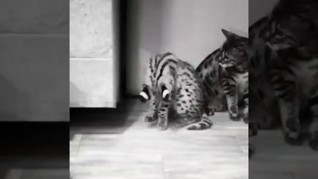 Сервал Шанти:Кошка сервал(опять большое пополнение)Чусиг кот саванна и Шанти смотреть онлайн