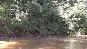 Costa Rica - Scenery and Wildlife of Sarapiqui River: Mangrove Swallows