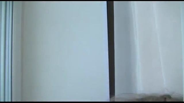 -Это кто ? - ЭТО единорог в пальто !!! Звоню друзьям/VeronikaSHOW смотреть онлайн