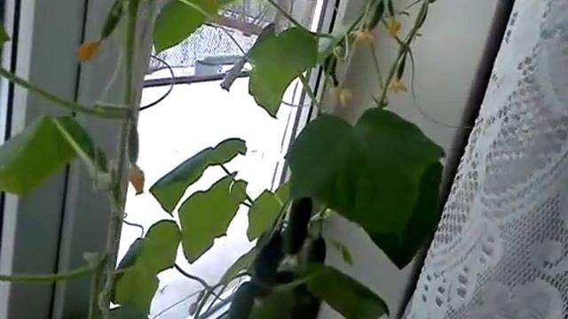 Выращивание огурцов  дома на подоконнике