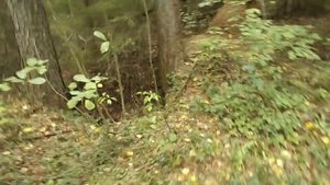 Ямы есть грибов нет - лес Макеево