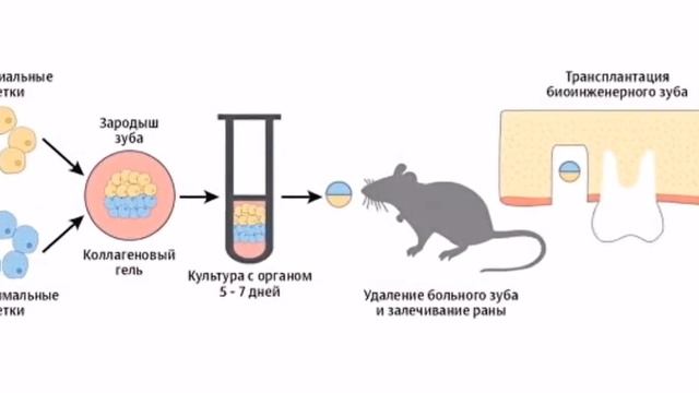 Стволовые клетки зуба. Выращивание зуба из стволовых клеток. Выращивают зубы из стволовых клеток. Стволовые клетки в стоматологии.