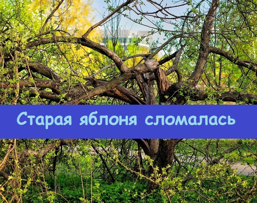 Старая яблоня развалилась на четыре части, но пока не погибла - показываю, как бывает