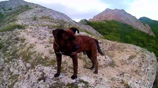 ОПАСНЫЙ ДЕНЬ РОЖДЕНИЯ. ПУТЕШЕСТВИЕ НА РАССВЕТЕ. смотреть онлайн