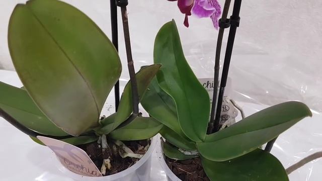 Купила шикарные ОРХИДЕИ бабочку и стандарт | про ПОЛИВ и ТОРФСТАКАН | орхидея orchid фаленопсис смотреть онлайн