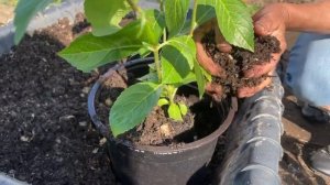 Высаживаем гортензии в открытый грунт