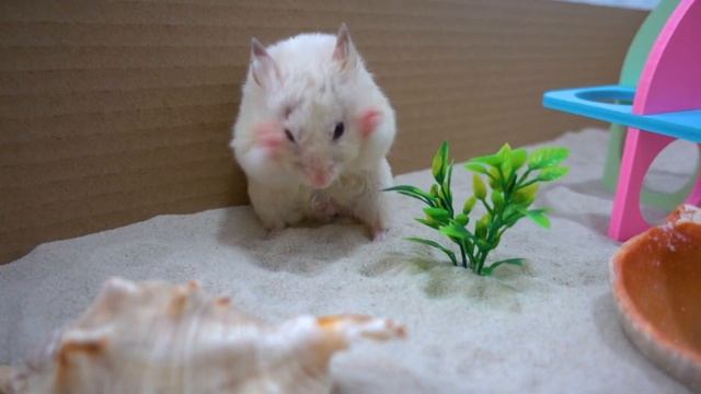 Syrian Hamster in Playground Sandbox ? DIY Hamster Sandpit ? Homura Ham