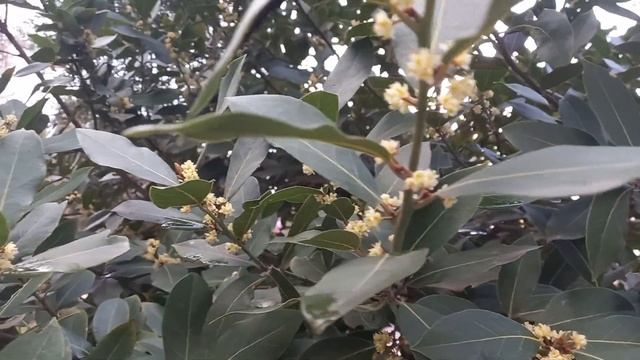 ЦВЕТЕНИЕ МОЕГО ЛАВРОВОГО ДЕРЕВА В АНТАЛИИ! КРАСИВО ! смотреть онлайн