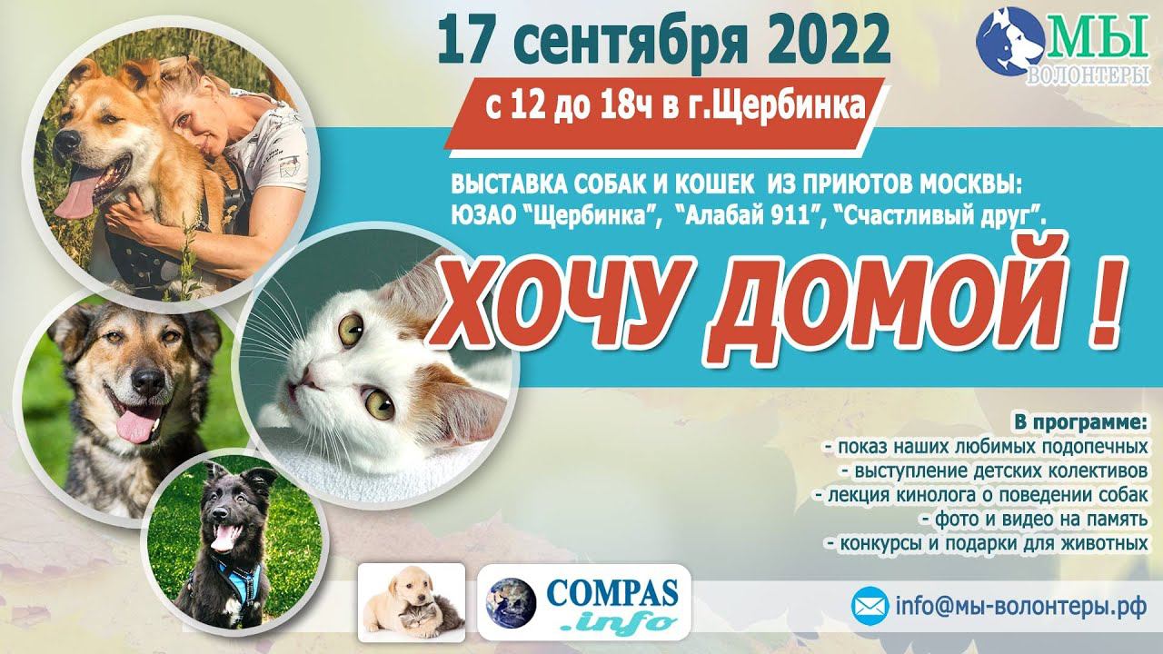 17.09.22 ВЫСТАВКА «ХОЧУ ДОМОЙ»: собаки и кошки  приютов Москвы и МО «Приют Щербинка», «Алабай 911».