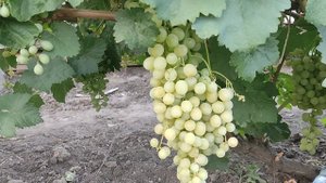 Виноград Краса Дона