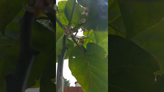 Тамарилло, томатное дерево #shorts tamarillo смотреть онлайн