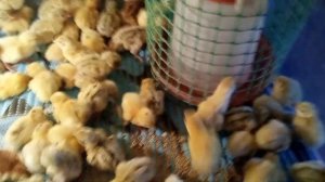 перепела улучшение породы работа с кровью феникс