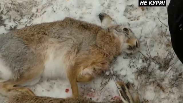 Охота на зайца русака. Охота в Астраханских степях на зайца . 2018 смотреть онлайн