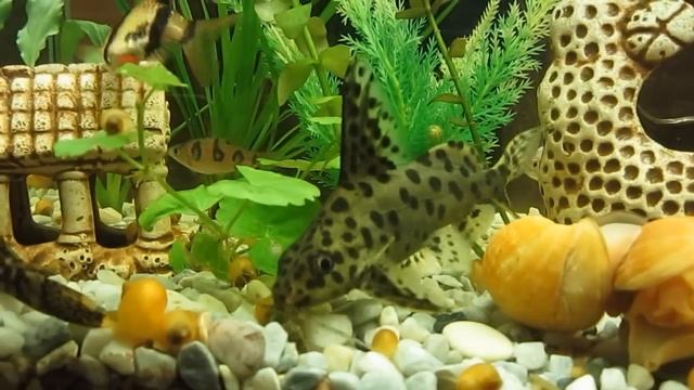 Сом синодонтис (Synodontis) или сом перевертыш.