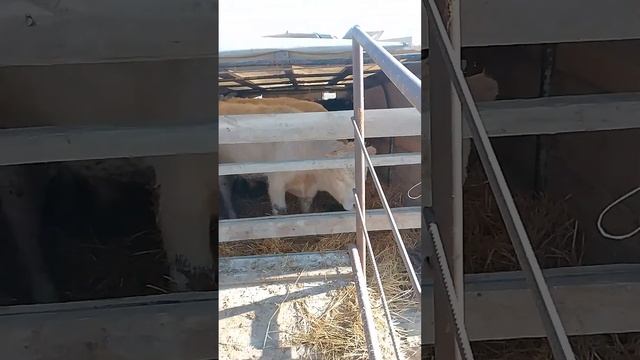 КФХ Победа. Реализовали быков Шароле в Сергокалинский район смотреть онлайн