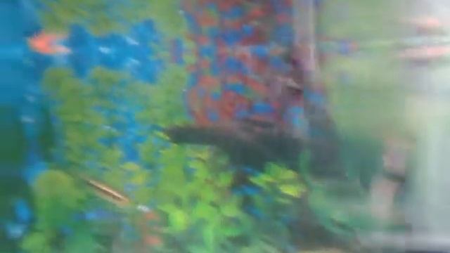 Неоны, скалярии, данио ,гуппи, гурами, сомик смотреть онлайн