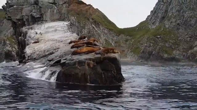 КАМЧАТКА. Рыбалка на окуня в Тихом океане, морские котики, касатки смотреть онлайн