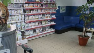 Спасение котенка. История заморыша / Что с ним стало (2020)