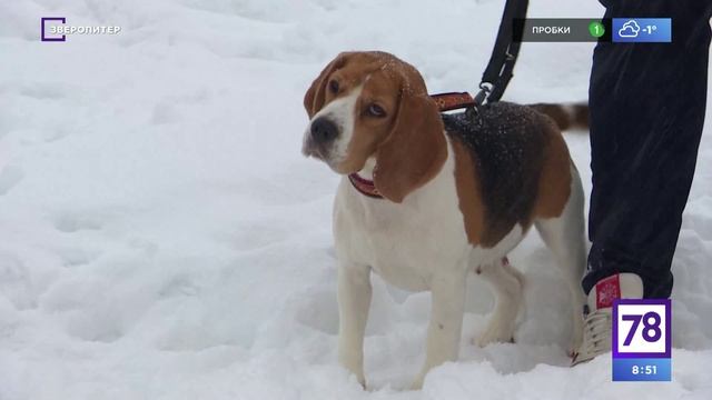 Программа "Зверопитер" о биглях. Эфир от 12.03.22