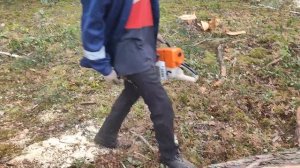 Валка дерева винтовым валочьным клином КВМ-1