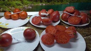 Томат Любимый праздник, созревший в теплице. №56. Дегустация в мае.Ольга Чернова