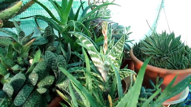 My Aloe variegata succulent Plant cuttings update смотреть онлайн