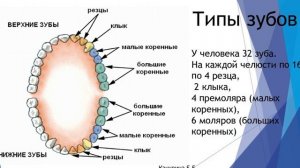 Пищеварение в ротовой полости