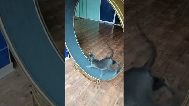 Колесо для кошек смотреть онлайн