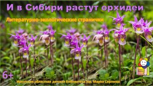 И в Сибири растут орхидеи. Литературно-экологические странички