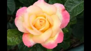 Yellow Baby Pink Rose