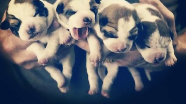 😄 Милые щеночки 😄 смотреть онлайн