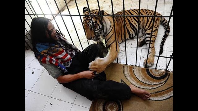 Дружба тигра и человека - Тигриная няня =(^ • ^)= смотреть онлайн