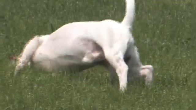 Гостиница для собак во Владивостоке смотреть онлайн