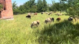 Электро-пастух. Постоянно куда то убегают Овцы. Стрижка овец