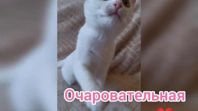 Шармель, 4 месяца