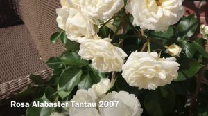 РОЗА АЛАБАСТЕР....Rosa Alabaster. Tantau 2007