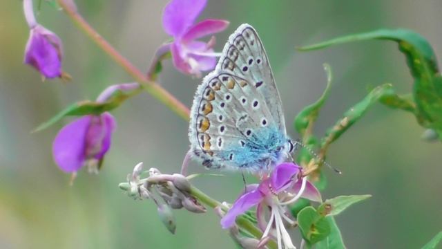 Бабочка. Голубянка Икар ( Polyommatus icarus )