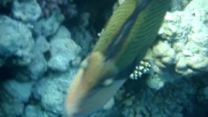 Супер рыбы (Красное море)-синеперый балистод(Titan trigerfish)