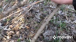 ?ЛОВЛЯ ЗАЙЦА НА ПЕТЛЮ✅ ПОЙМАЛ ЗАЙЦА БЕЗ ПНЕВМАТИКИ !!!⚠️