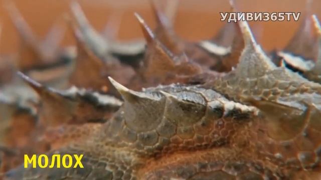 5 ТОП. Животные не с нашей планеты. Если бы не сняли на камеру, никто бы не поверил! смотреть онлайн