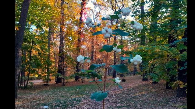 Осенняя мелодия. 04.10.2023