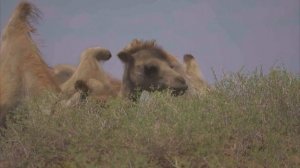 Китайские фермеры стригут верблюдов к началу летнего сезона