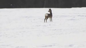 Косуля копытит