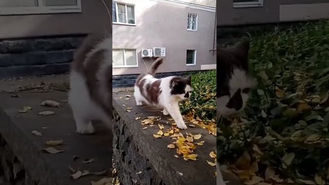 Начинаем утреннюю гимнастику смотреть онлайн